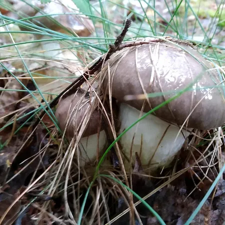 Sosnówka Gościnne 3* Borne Sulinowo