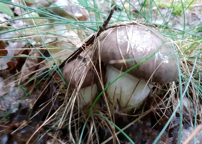 Sosnówka Gościnne 3* Borne Sulinowo