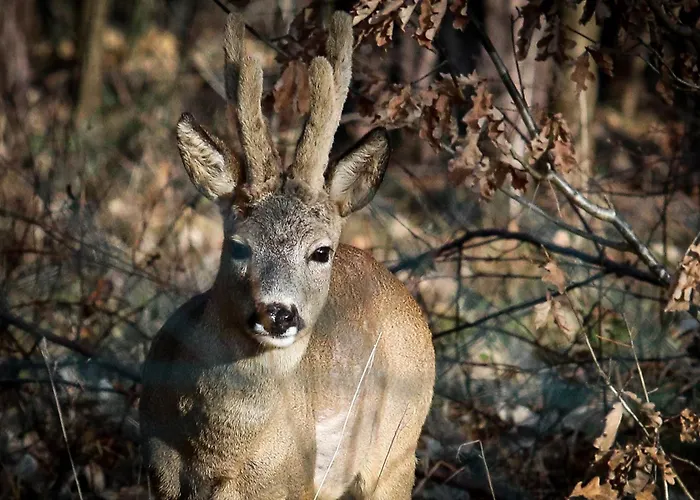 Sosnówka Gościnne Borne Sulinowo